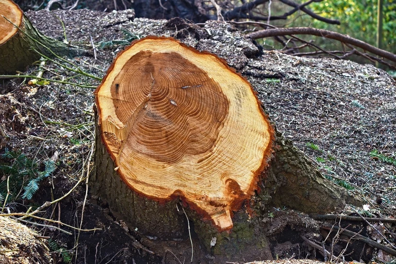 Chcete odstranit kmen stromu, aniž byste ho museli vykopat? Vezměte si tento výrobek za pár zlotých a vydejte se na zahradu.