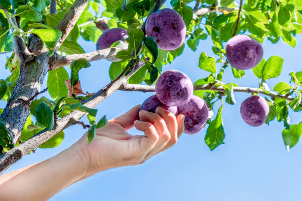 Jak připravit slivoně na zimu: rady zkušeného agronoma